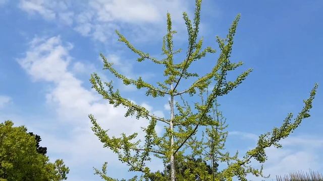 Гинкго билоба | Жизнь в Адлере смотреть онлайн