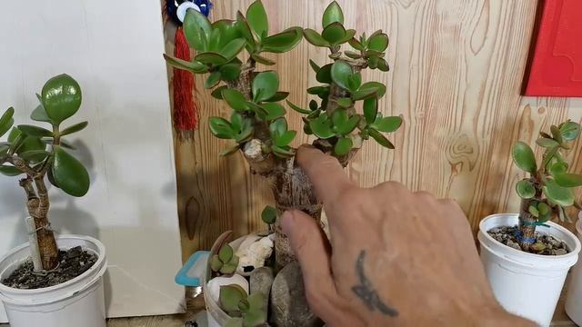 Толстянка, крассула, денежное дерево Результат кардинальной обрезки на пенек. смотреть онлайн