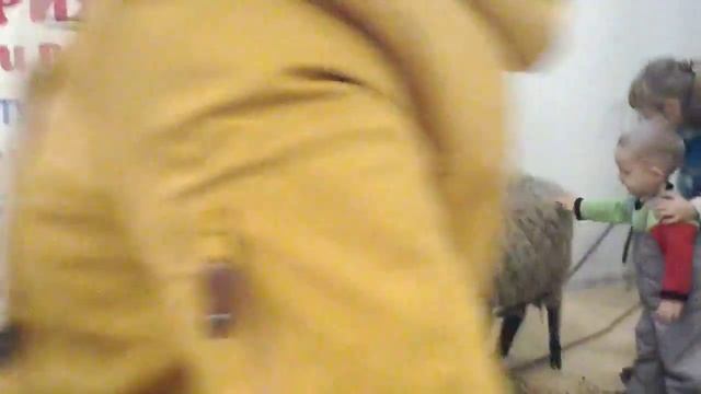 8(965)380-13-11. Коза домашняя смотреть онлайн