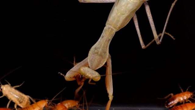1000 COCKROACHES And MANTIS. AWESOME! 【LIVE FEEDING】