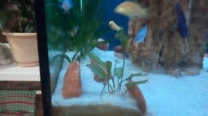 Цихлиды и растения (Эхинодорус)
