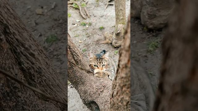 Кошка на дереве смотреть онлайн