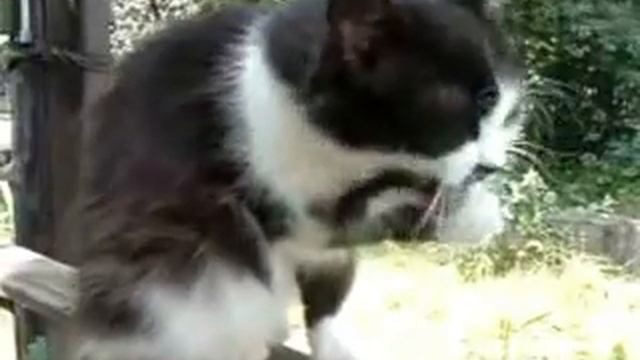 кошка умывается