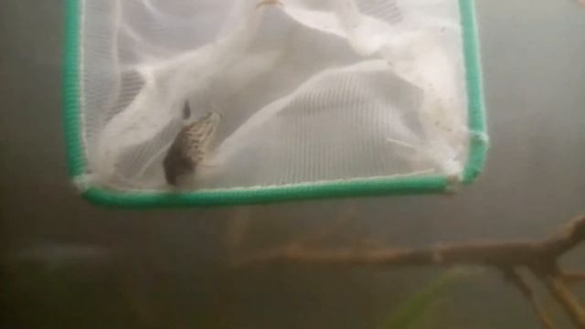 Corydora trilineatus смотреть онлайн