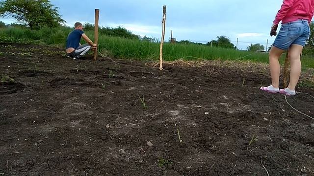 Сажаем помидоры_сделали опору для помидор..mp4