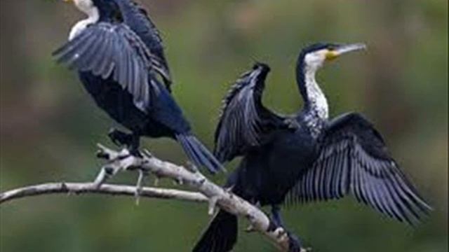 Как называются группы различных птиц? смотреть онлайн