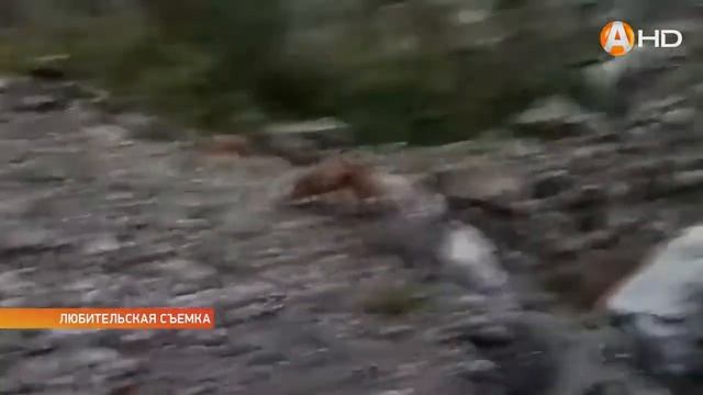 Все чаще горожане на улицах Мурманска встречают диких животных смотреть онлайн
