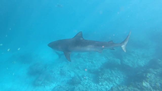 Фридайвинг с тигровыми акулами смотреть онлайн