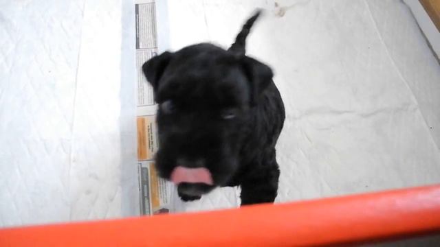 pappies kerry blue terrier 1 month. game2. смотреть онлайн