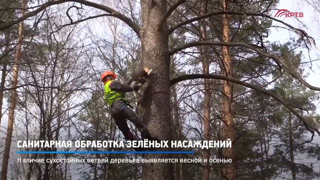 КРТВ. Санитарная обработка зелёных насаждений