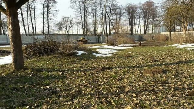 вьетнамские свиньи. Стоит ли кормить свиней остатками пищи со столовой