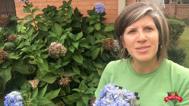 How to Dry Hydrangea Blooms смотреть онлайн