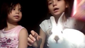 Как ухаживать за кроликом?