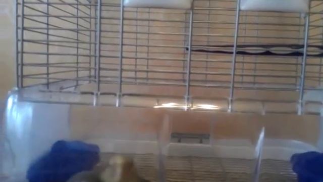 Попугай корелла. Первый день дома смотреть онлайн
