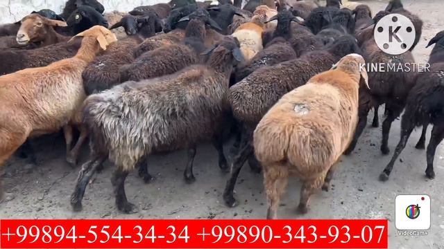 Arzonchi Ukamlarimiz Yana Qaytdi Arzon Narxlarda BO'G'OZ Xissori Sovluqlar