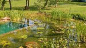 Самоочищающиеся пруды на даче