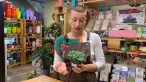 Растение для южного окна. Пахифитум - интересный комнатный суккулент.