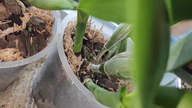 каттлеи и мильтония без досветки в зиму🤔 смотреть онлайн