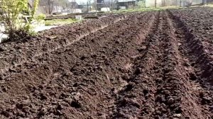 посадка картофеля под мотоблок салют.или как за один день посадить картошку!