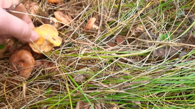 ЦАРСКИЕ ГРИБЫ - РЫЖИКИ! МЕГА СБОР ОКТЯБРЯ 2022! смотреть онлайн