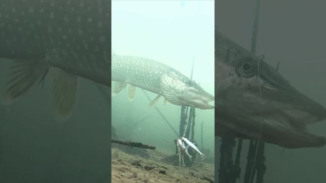 Такого Вы ещё не видели!? Щука Атакует Пучок Живца! смотреть онлайн