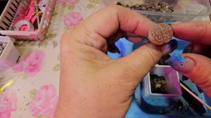 Посадка литопсов, полученных из интернет- магазина.