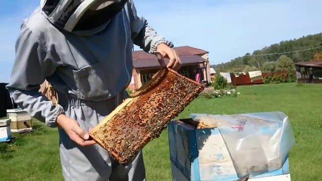 Отбор мёда или две матки в одном улье. смотреть онлайн