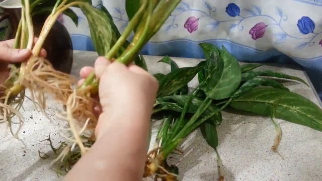 ДИФФЕНБАХИЯ. Черенкование и размножение. смотреть онлайн