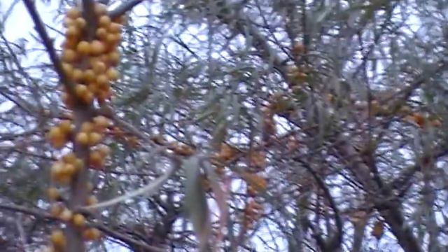 АНТИРАКОВЫЙ НАПИТОК ОЧЕНЬ ДОСТУПНЫЙ 19.11.2018 смотреть онлайн