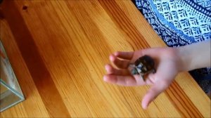 Рождение Средиземноморских черепах. The birth of Testudo Graeca