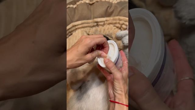 Вечерний уход за мопсом #мопс #dog #pug #фрэнк #собака #пхукет2023 #уходзамопсом #болезнимопса смотреть онлайн