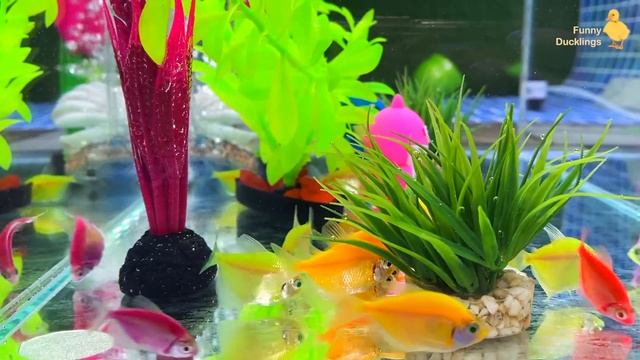 Colorful Fish Thorns, Neon Fish, Betta Fish And Baby Shark Eggs - Cute Baby Animals Videos