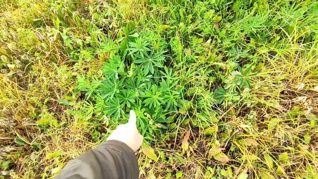 ?Гербицид торнадо 540 против люпина? Результат нас удивил! Как избавиться от люпина? смотреть онлайн