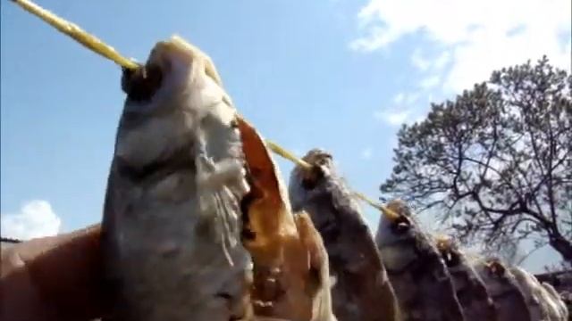 Солёная рыба смотреть онлайн