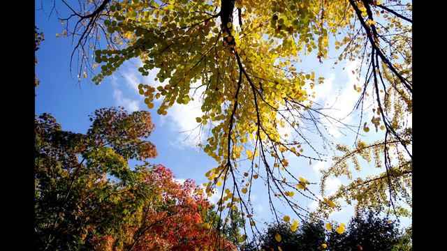 Raymond Lefevre - Je Vais T'aimer смотреть онлайн