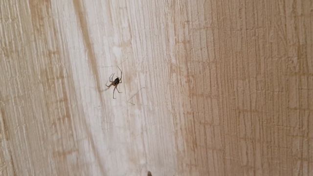 Как перестать их бояться смотреть онлайн