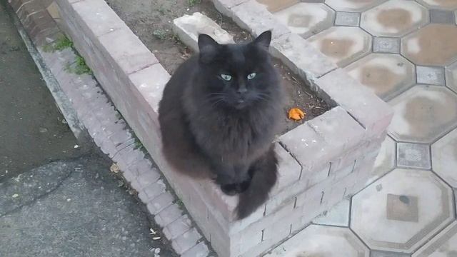 Кот глазастый! смотреть онлайн
