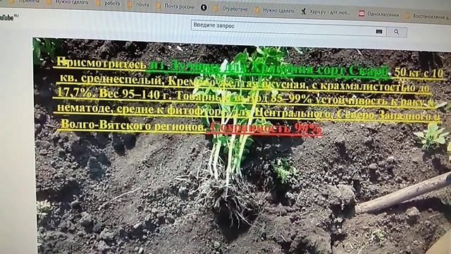 Лучшие сорта картофеля. Из Урожайных сортов из Холодоустойчивых из Среднеспелых из Голландских сорт смотреть онлайн