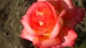 Роза Ди Вельт