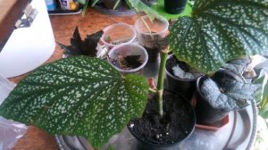 Бегония крапчатая- размножение черенками и листом.//Speckled begonia - care and reproduction.//