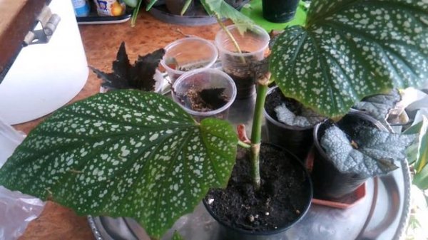 Бегония крапчатая- размножение черенками и листом.//Speckled begonia - care and reproduction.//