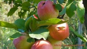Яблоня обыкновенная Солнышко (yablonya-solnyshko) ? обзор: как сажать, саженцы яблони Солнышко