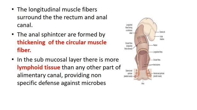 8 digestive system or GIT large intestine- ractum -anal canal смотреть онлайн
