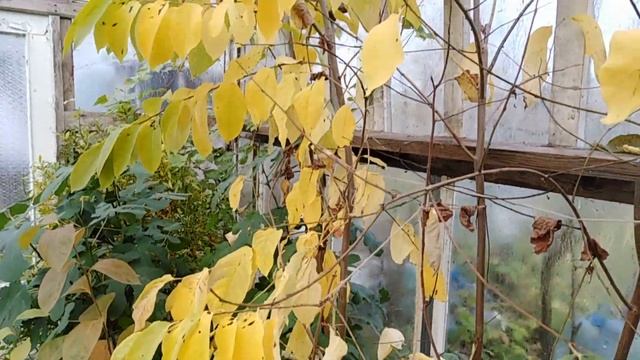 Гранат. Персик . Хурма .Киви . Инжир . Конец октября . смотреть онлайн