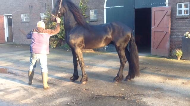 ( 1) Фриз Нелм 3.5 года , объезжен под седло и в упряжь смотреть онлайн