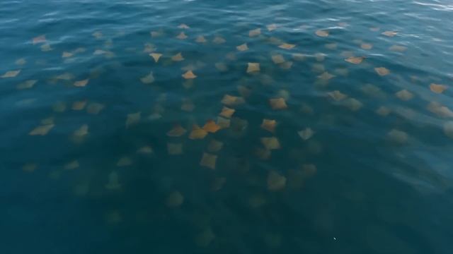 Галапагосы: На краю земли - Часть 2. Двуликий океан - Документальный фильм смотреть онлайн