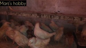 Живые бактерии «Скотный двор»/Глубокая подстилка для кур/ На Урале мороз -37?