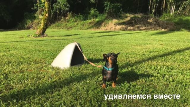 ПОДЗЕМНАЯ БУДКА ДЛЯ СОБАК удивляемся месте