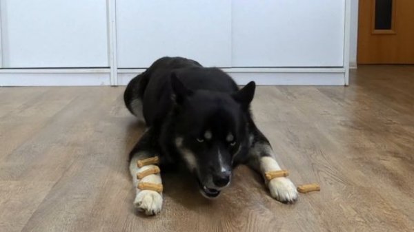 Patient Husky VS Greedy Husky! Three Dogs Alone With Cookies!