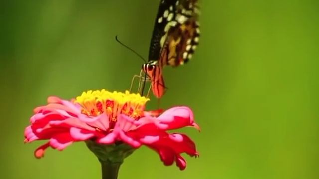 мы родились в//нужен дом в КК//обзор канала смотреть онлайн